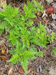 Attēlu rezultāti vaicājumam “Ambrosia artemisiifolia fruit”