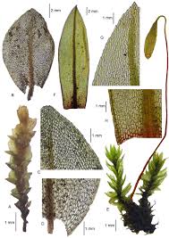 Attēlu rezultāti vaicājumam “Bryum”