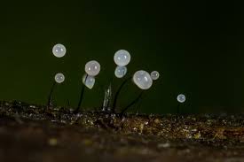 Attēlu rezultāti vaicājumam “Comatricha nigra young”