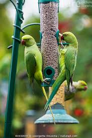 Image result for Psittacula krameri