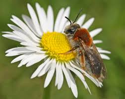 Attēlu rezultāti vaicājumam “Andrena haemorrhoa”