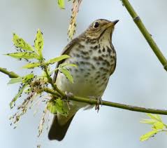 Image result for Catharus ustulatus