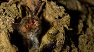 Attēlu rezultāti vaicājumam “Myotis nattereri”