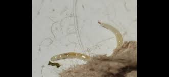 Attēlu rezultāti vaicājumam “Therevidae larva”