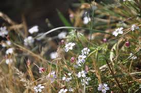 Attēlu rezultāti vaicājumam “Gypsophila muralis”