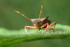 Attēlu rezultāti vaicājumam “Picromerus bidens”