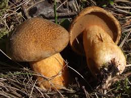 Attēlu rezultāti vaicājumam “Suillus variegatus”