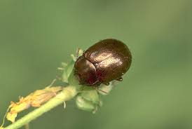 Attēlu rezultāti vaicājumam “Chrysolina staphylaea”
