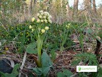 Attēlu rezultāti vaicājumam “Petasites spurius”