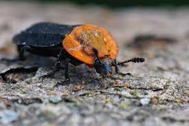 Attēlu rezultāti vaicājumam “Oiceoptoma thoracicum”