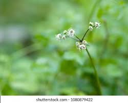 Attēlu rezultāti vaicājumam “Sanicula europaea flower”