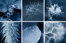 Attēlu rezultāti vaicājumam “Craterium minutum young”