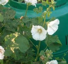 Attēlu rezultāti vaicājumam “Alcea rosea leaf”