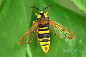 Attēlu rezultāti vaicājumam “Sesia apiformis”