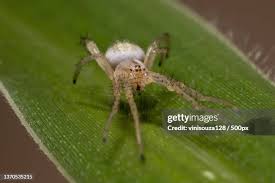 Attēlu rezultāti vaicājumam “Pisauridae”