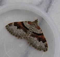 Attēlu rezultāti vaicājumam “Xanthorhoe designata”