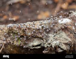 Attēlu rezultāti vaicājumam “Physarum album macro”