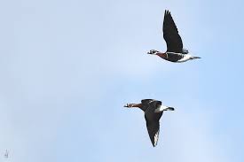 Attēlu rezultāti vaicājumam “Branta ruficollis”