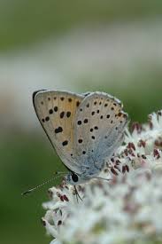 Attēlu rezultāti vaicājumam “Lycaena alciphron female”