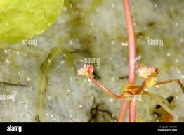 Attēlu rezultāti vaicājumam “Hydrocotyle vulgaris bud”