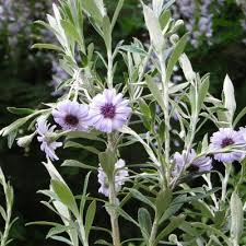 Attēlu rezultāti vaicājumam “Hippophae rhamnoides female flower”