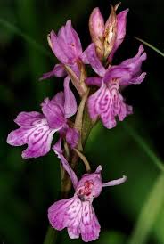 Attēlu rezultāti vaicājumam “Dactylorhiza majalis subsp. baltica leaf”