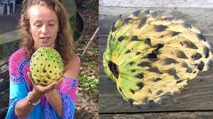 Attēlu rezultāti vaicājumam “Linaria loeselii fruit”