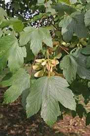 Attēlu rezultāti vaicājumam “Acer pseudoplatanus”