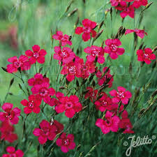 Attēlu rezultāti vaicājumam “Dianthus deltoides bud”