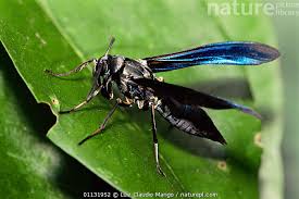 Attēlu rezultāti vaicājumam “Arctiidae”