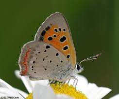 Attēlu rezultāti vaicājumam “Lycaena phlaeas”