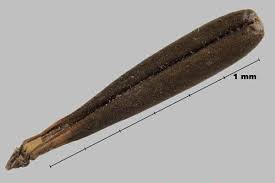 Attēlu rezultāti vaicājumam “Anthriscus sylvestris bud”