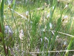 Attēlu rezultāti vaicājumam “Trichophorum alpinum flower”