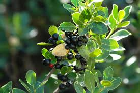 Attēlu rezultāti vaicājumam “Rhamnus cathartica fruit”