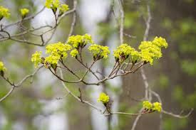 Attēlu rezultāti vaicājumam “Acer platanoides flower”