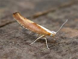 Attēlu rezultāti vaicājumam “Argyresthia albistria”