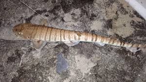 Image result for Pachymetopon grande