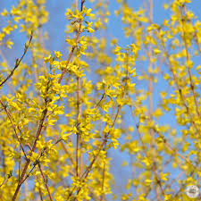 Attēlu rezultāti vaicājumam “Forsythia intermedia flower”