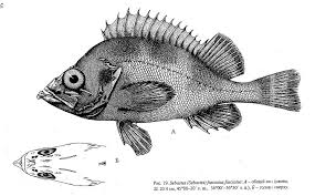 Image result for Sebastes fasciatus