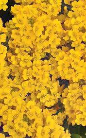 Image result for Alyssum diffusum