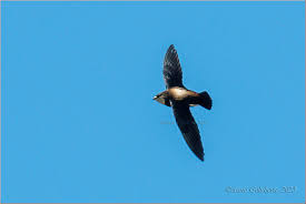 Image result for Hirundapus caudacutus