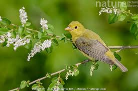 Image result for Piranga olivacea