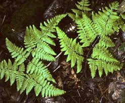 Attēlu rezultāti vaicājumam “Gymnocarpium robertianum”