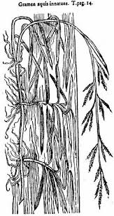 Attēlu rezultāti vaicājumam “Glyceria fluitans”