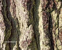 Attēlu rezultāti vaicājumam “Chrysothrix candelaris”