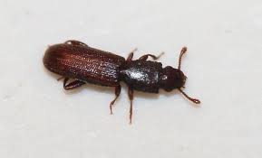 Attēlu rezultāti vaicājumam “Silvanidae”