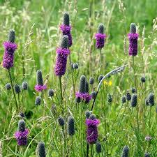 Attēlu rezultāti vaicājumam “Ceriporia purpurea”