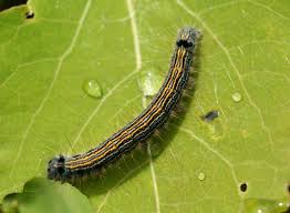 Attēlu rezultāti vaicājumam “Malacosoma neustria larva”