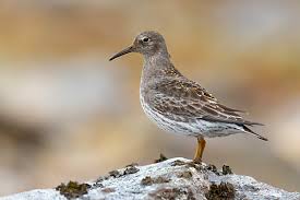 Attēlu rezultāti vaicājumam “Calidris maritima adult”