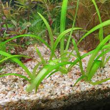 「水蘭」的圖片搜尋結果